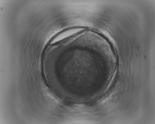 X0000088360391200706121100