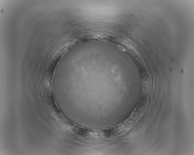 X0000088360415200706121100