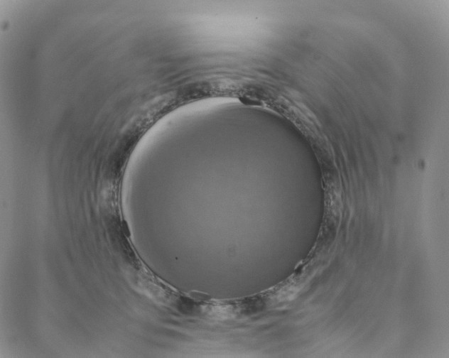 X0000088360419200706121100