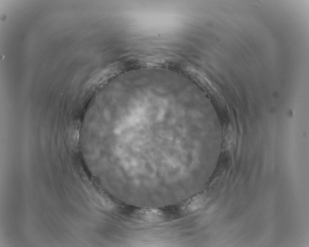 X0000088360427200706121100