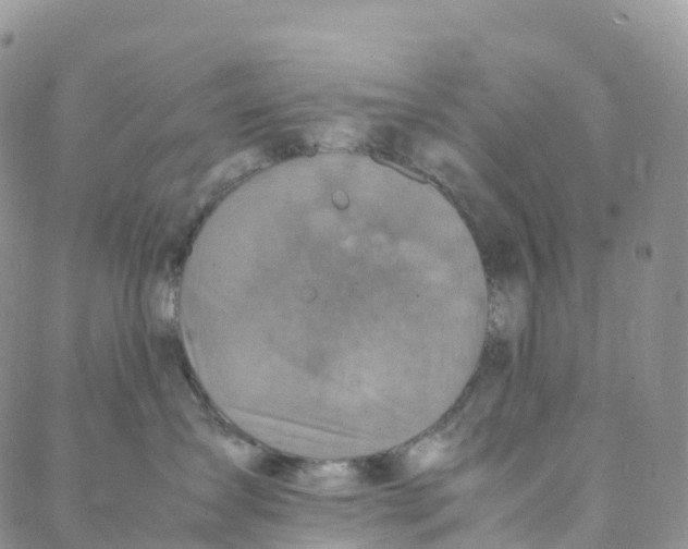 X0000088360431200706121100