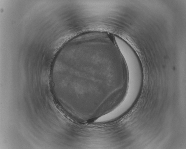 X0000088360434200706121059