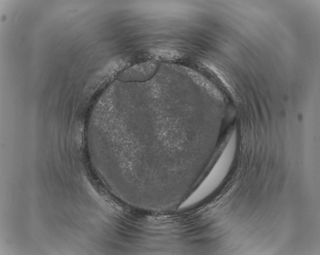 X0000088360451200706121059