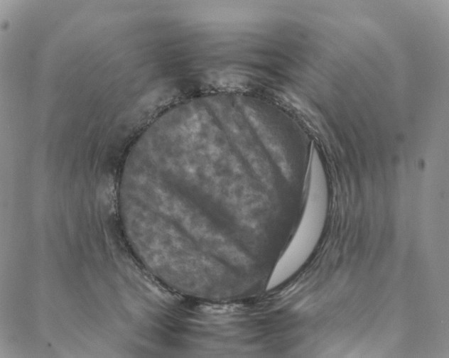 X0000088360465200706121059