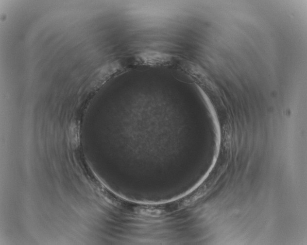 X0000088360471200706121059