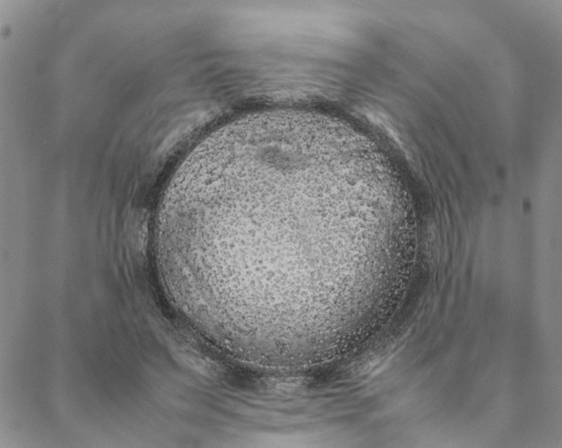 X0000088360495200706121059