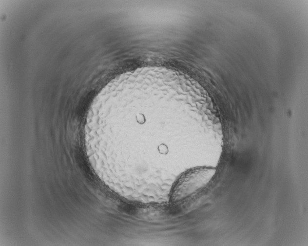 X0000088360511200706121058