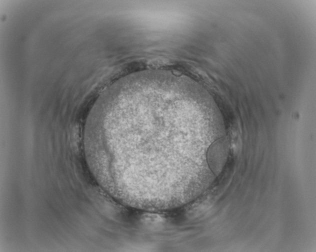 X0000088360519200706121058