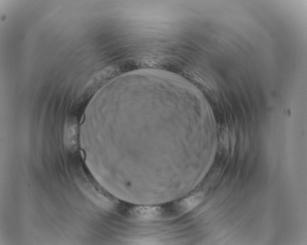 X0000088360526200706121058