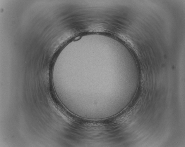 X0000088360535200706121057