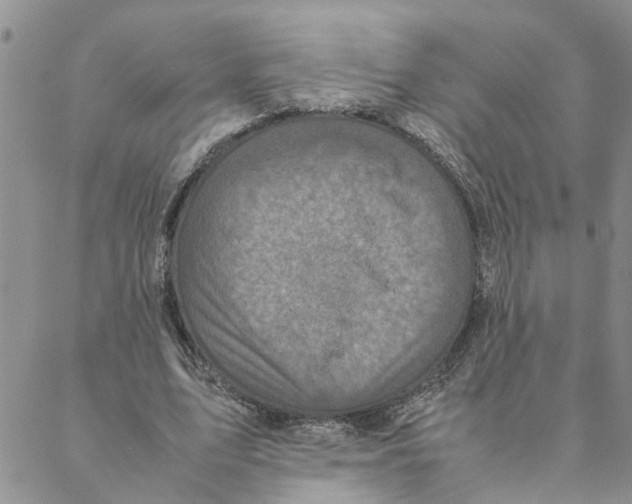 X0000088360583200706121057