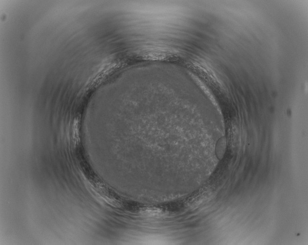 X0000088360598200706121057