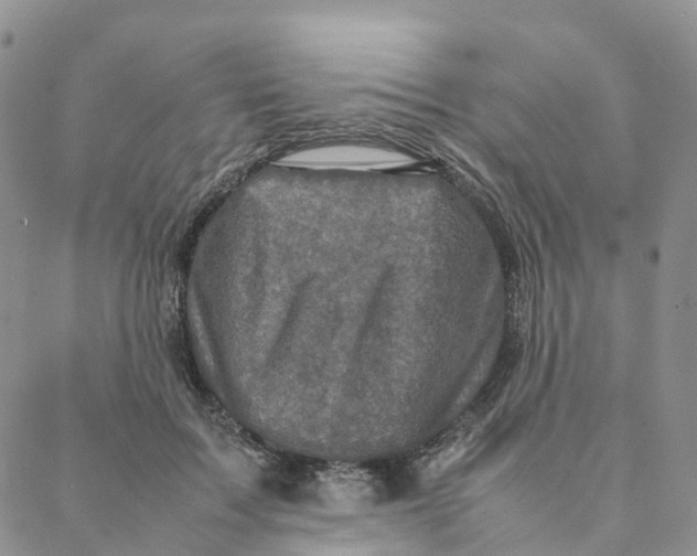 X0000088360603200706121057