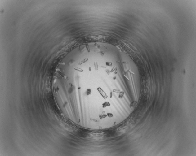 X0000088360606200706121057