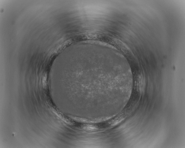 X0000088360610200706121057