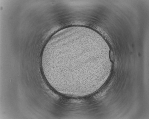 X0000088360625200706121056