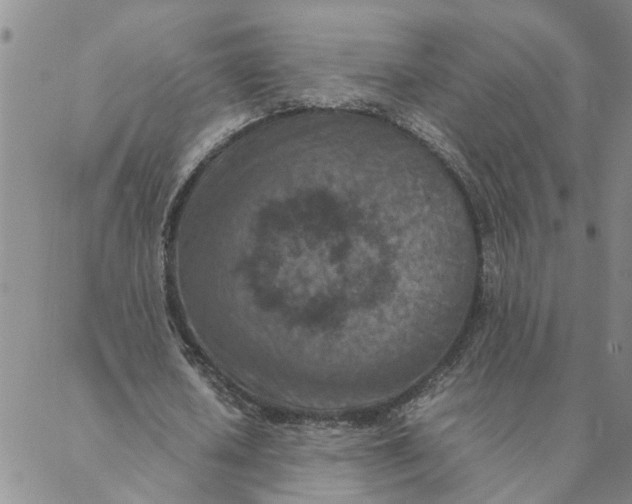 X0000088360626200706121056