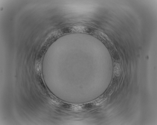 X0000088360701200706121055