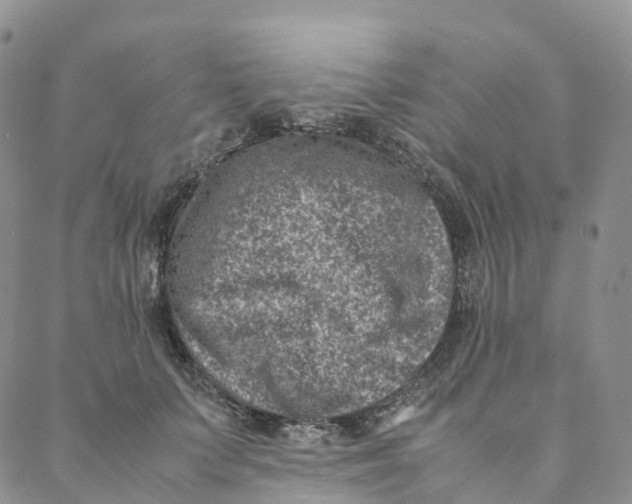 X0000088360703200706121055