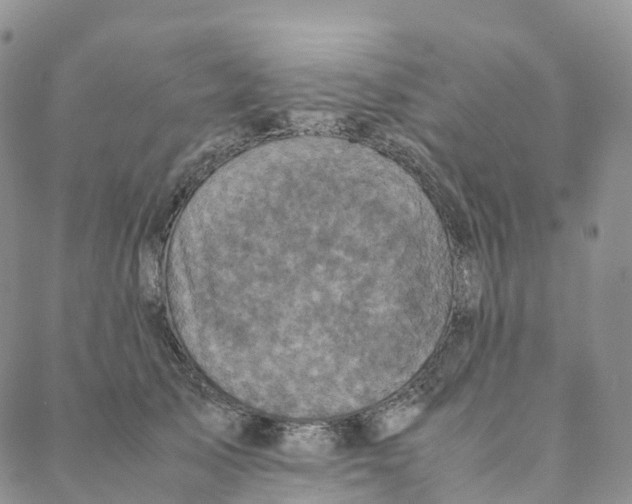 X0000088360705200706121055