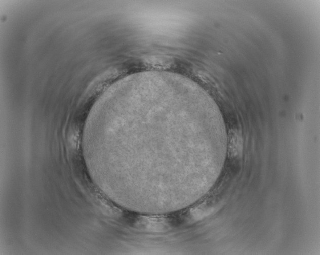 X0000088360713200706121055