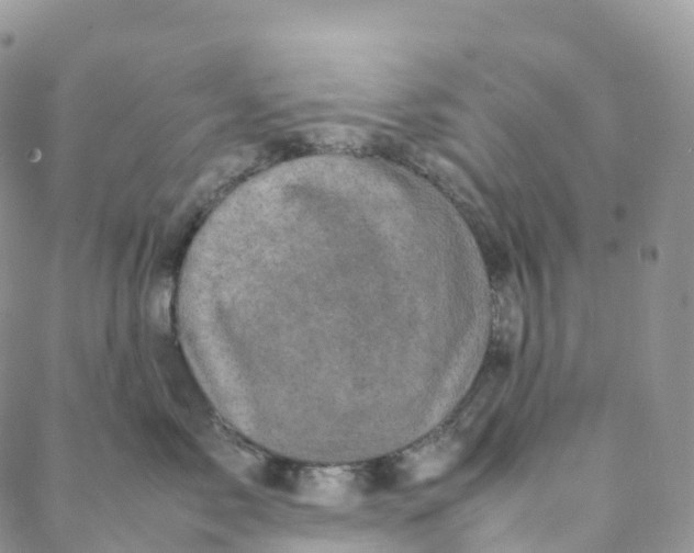 X0000088360717200706121055