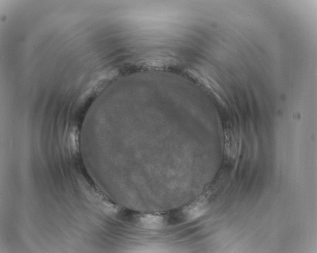 X0000088360718200706121055