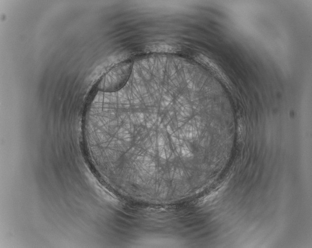 X0000088360725200706121054