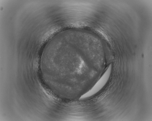 X0000088360736200706121054