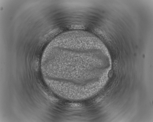 X0000088360741200706121054