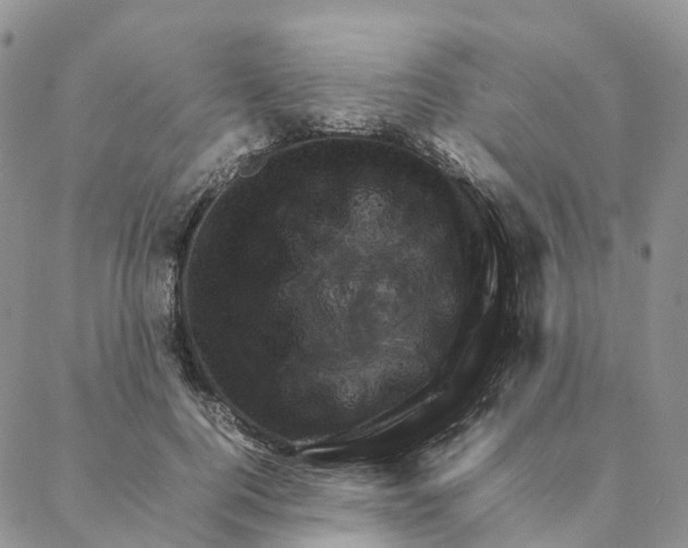 X0000088360744200706121054