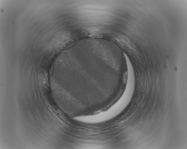 X0000088360748200706121055