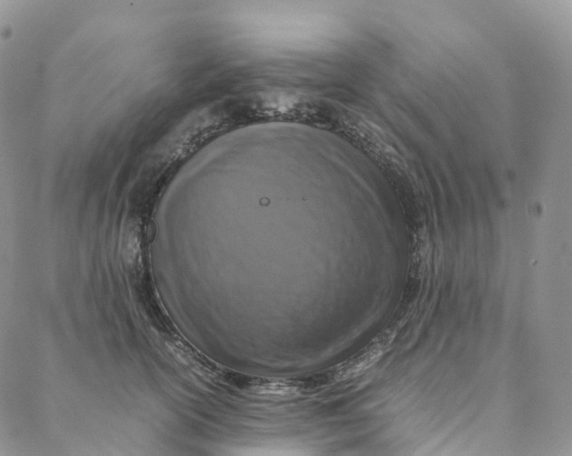 X0000088360754200706121055