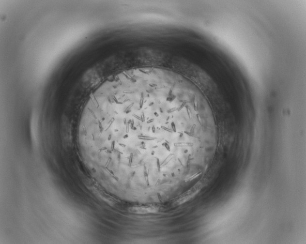 X0000088360765200706121055