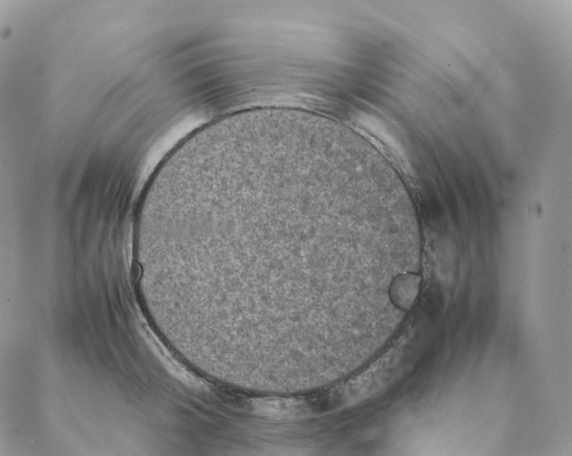 X0000088360804200706121054