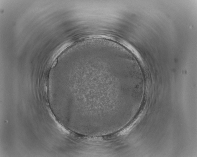 X0000088360809200706121053