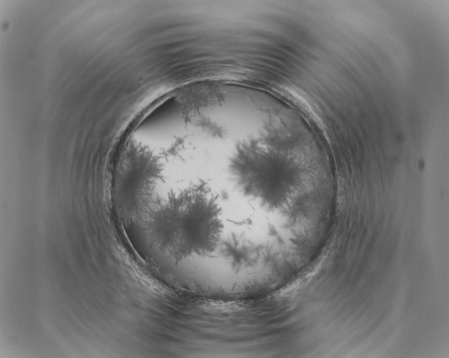 X0000088360835200706121053