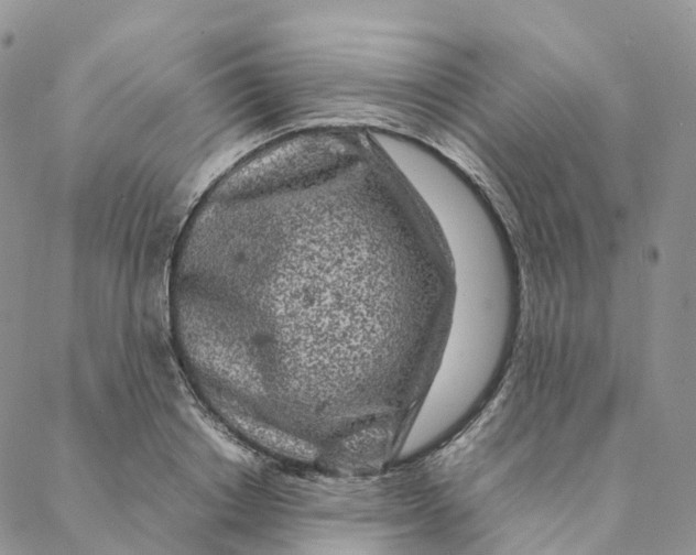 X0000088360842200706121053