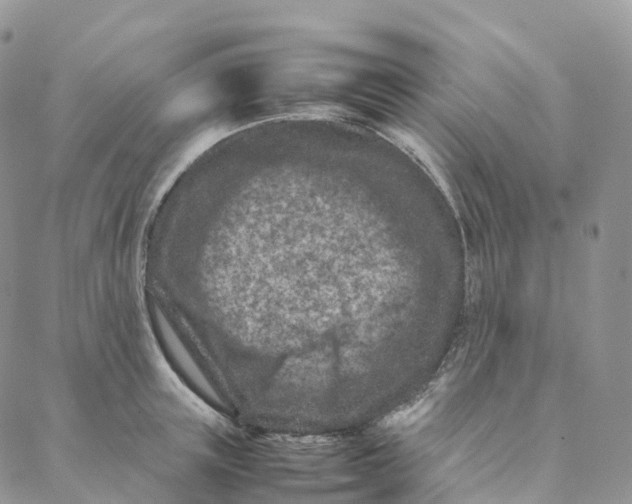 X0000088360851200706121053