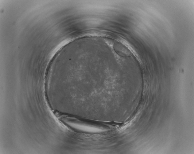 X0000088360853200706121053