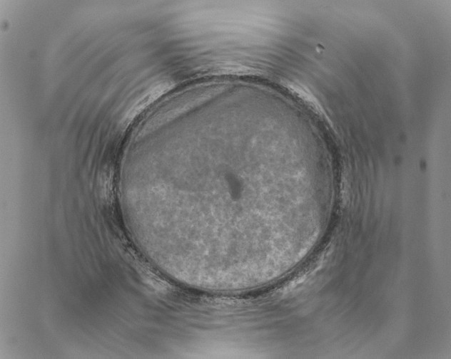 X0000088360873200706121052