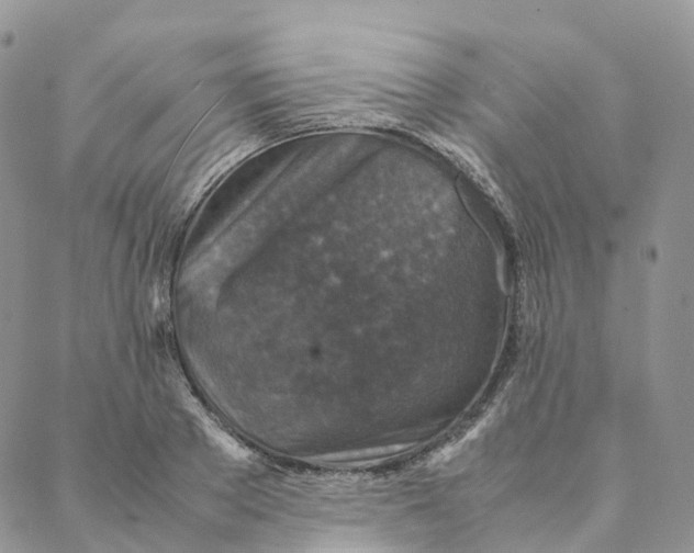 X0000088360889200706121052