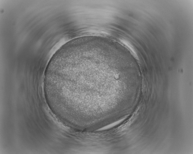 X0000088360899200706121052