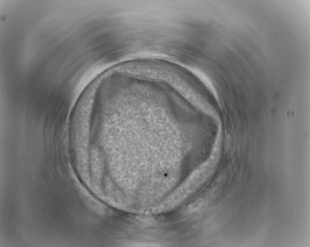 X0000088360911200706121052