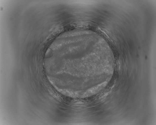 X0000088360913200706121051