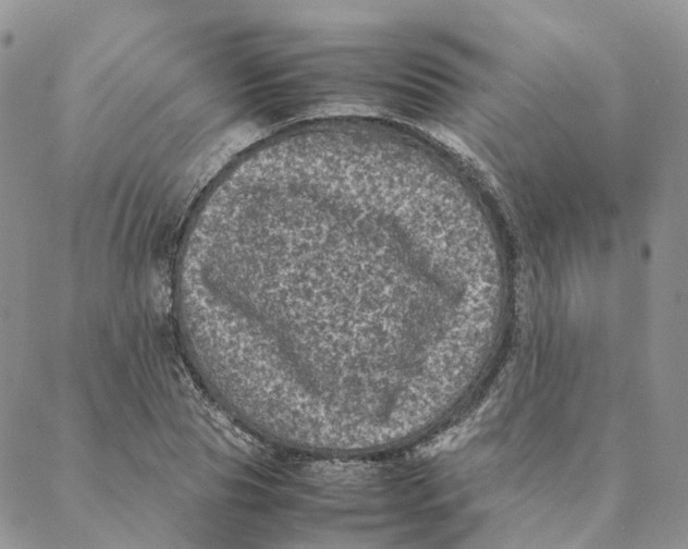 X0000088360929200706121051