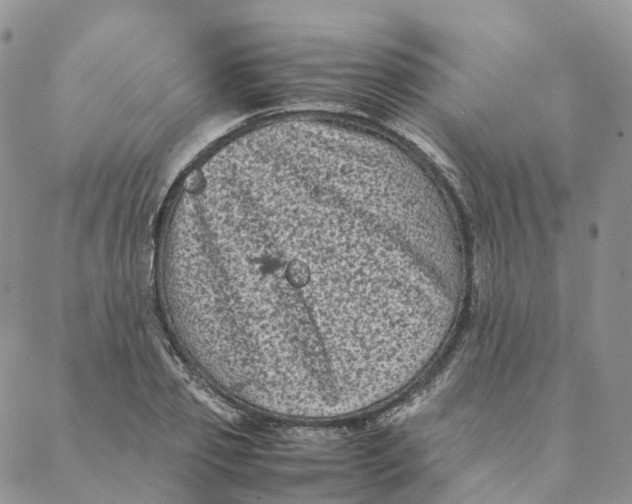 X0000088360933200706121051