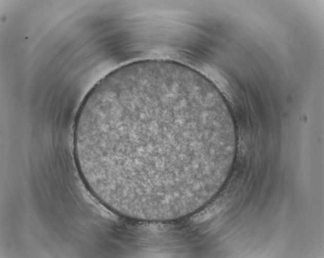 X0000088360950200706121052