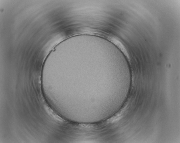 X0000088360954200706121052