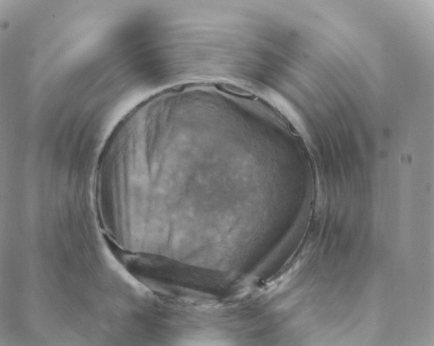 X0000088360958200706121052